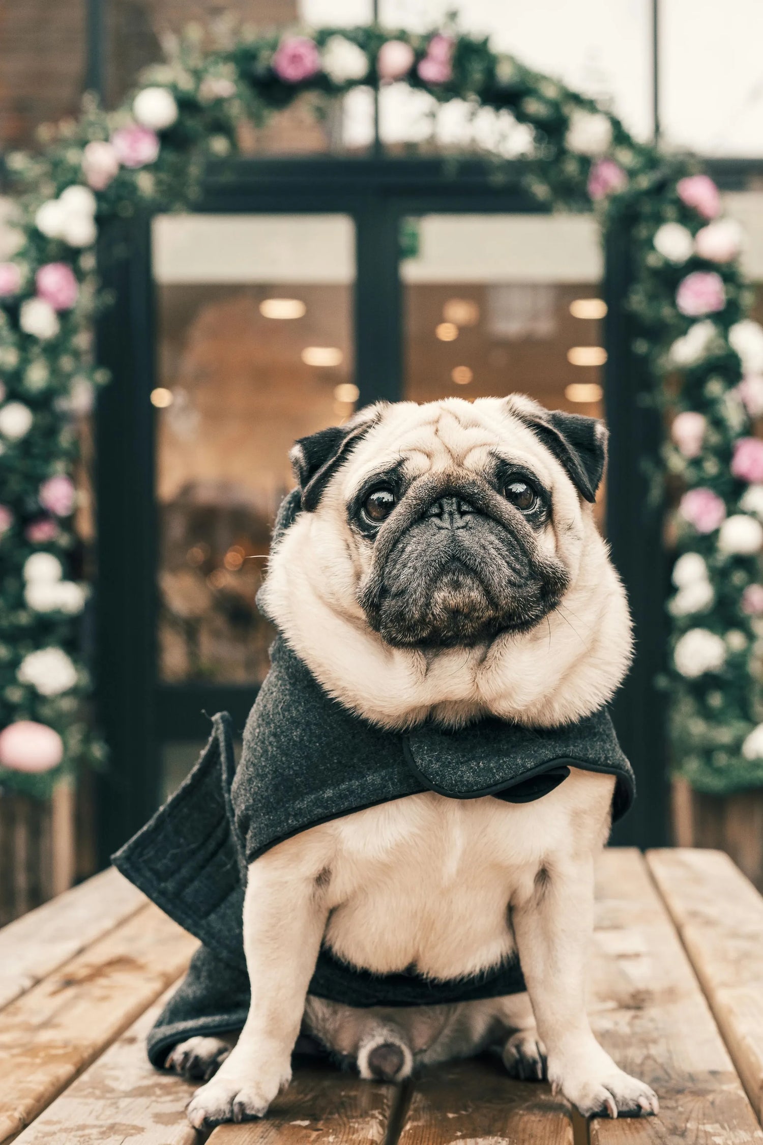 Dog Supplies And Accessories